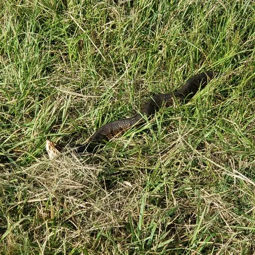 Florida Cottonmouth