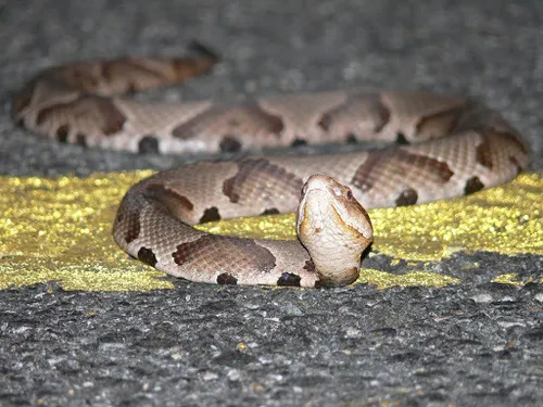 Eastern Copperhead