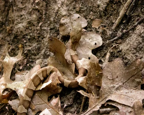 Broad-banded Copperhead