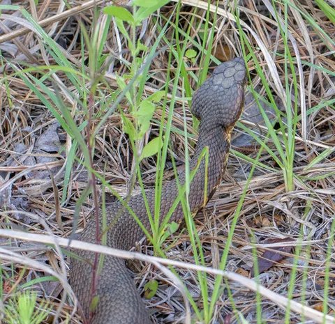 Northern Cottonmouth