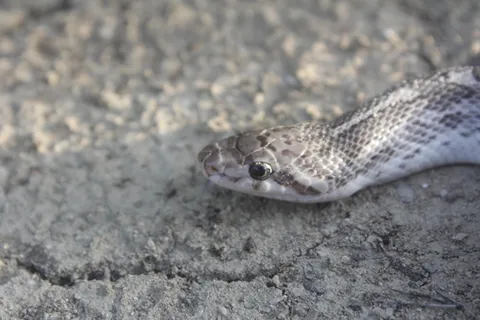Common Glossy Snake