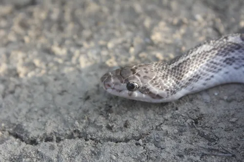 Common Glossy Snake