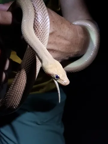 Baja California Ratsnake