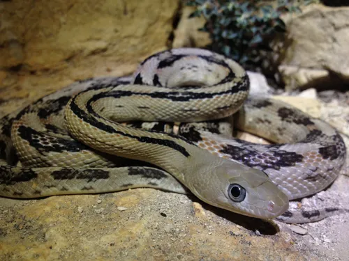 Trans-Pecos Ratsnake