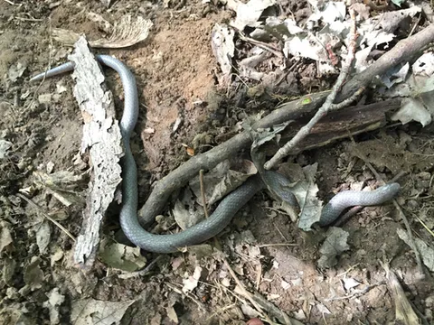 Common Wormsnake