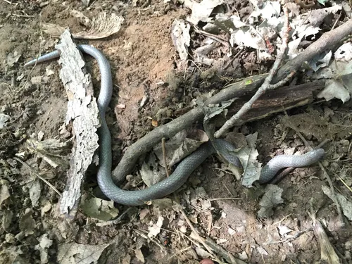 Common Wormsnake