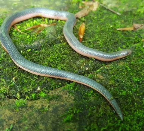 Western Wormsnake