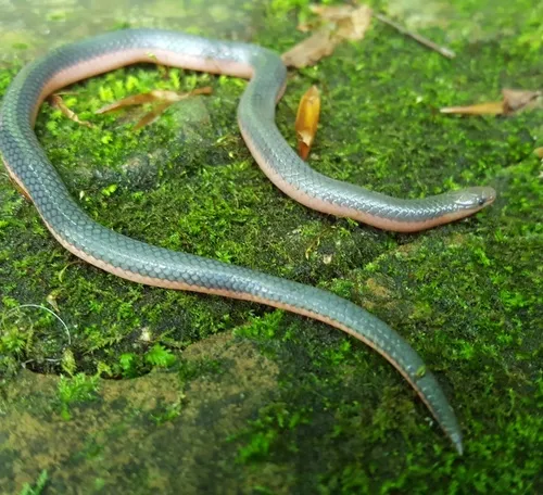 Western Wormsnake