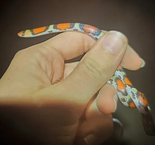 Common Scarletsnake