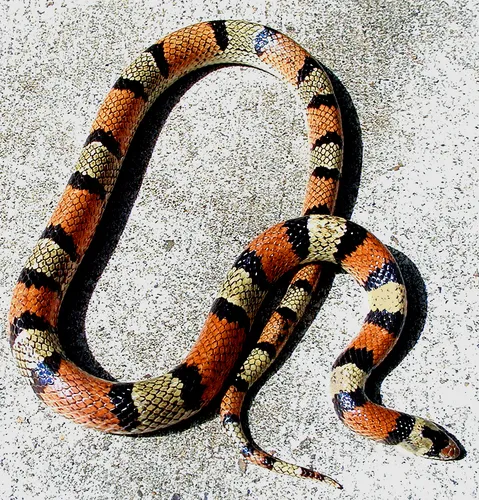 Texas Scarletsnake