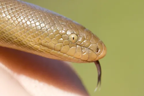 Rubber Boa