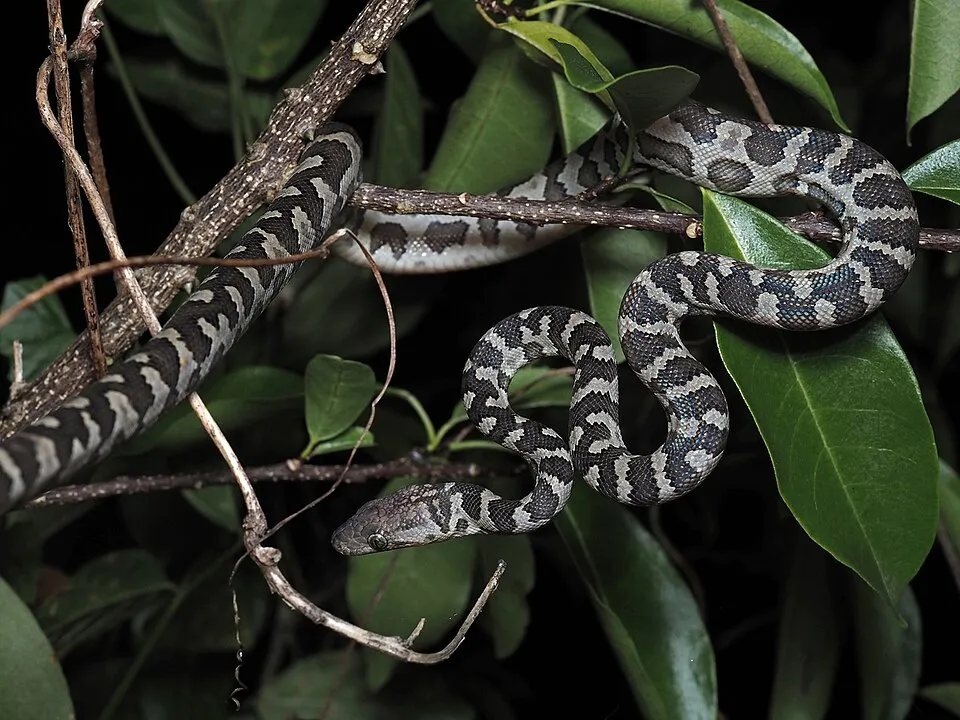 Virgin Islands Tree Boa