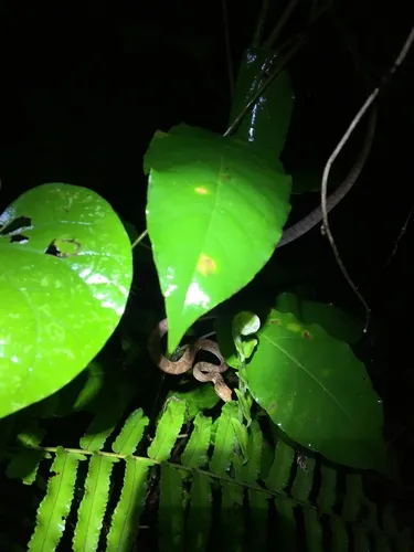 Puerto Rican Boa