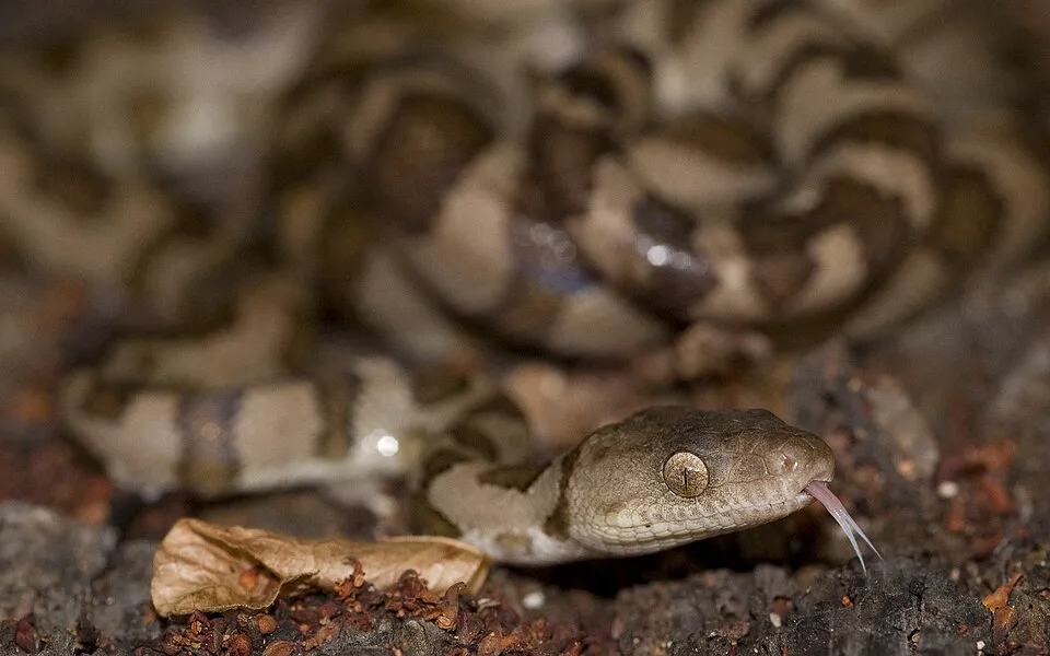 Mona Island Boa