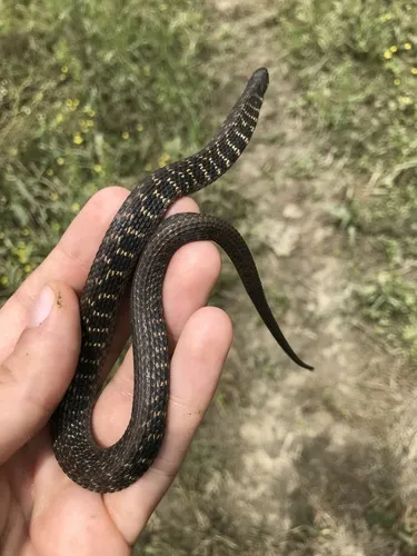 Kirtland's Snake