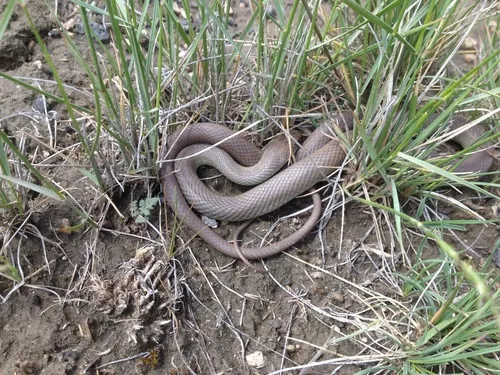 North American Racer