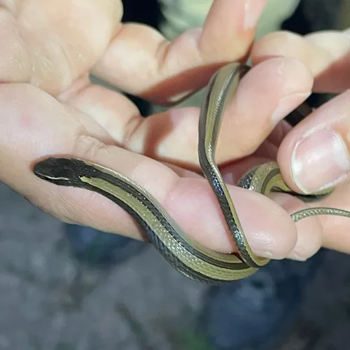 Regal Black-striped Snake