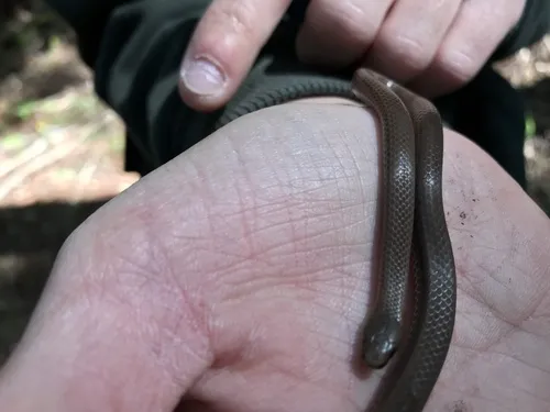 Forest Sharp-tailed Snake