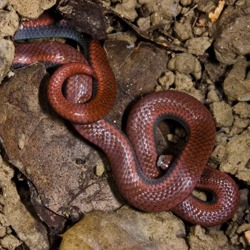 Common Sharp-tailed Snake