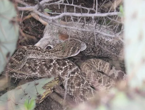 Western Diamond-backed Rattlesnake