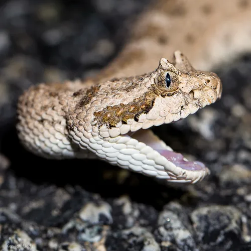 Sidewinder