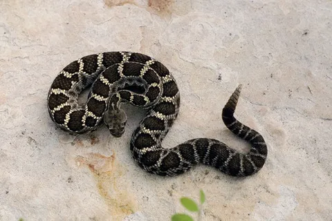 Arizona Black Rattlesnake