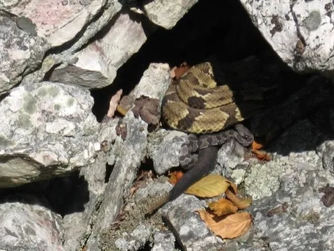 Timber Rattlesnake