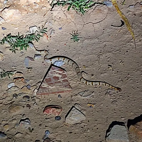 Rock Rattlesnake