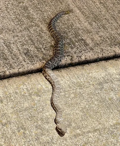 Western Rattlesnake
