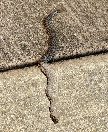 Western Rattlesnake