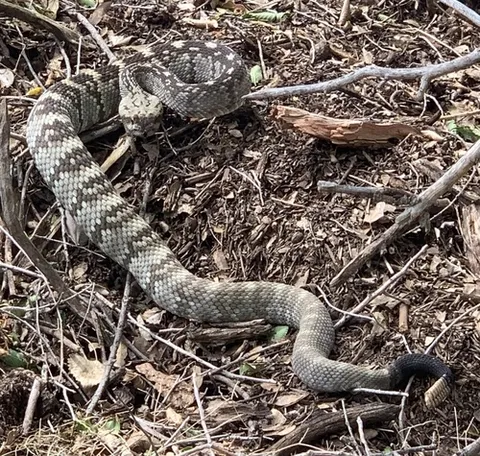 Eastern Black-tailed Rattlesnake
