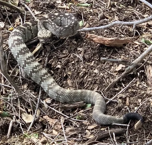Eastern Black-tailed Rattlesnake