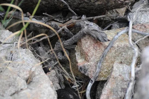 Twin-spotted Rattlesnake