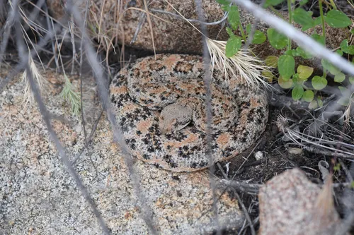 Southwestern Speckled Rattlesnake