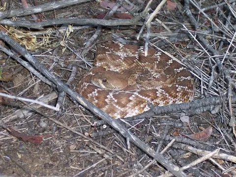 Red Diamond Rattlesnake