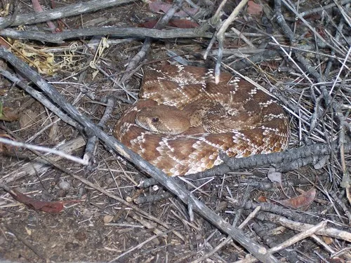 Red Diamond Rattlesnake