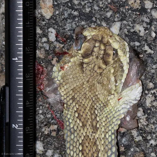 Mohave Rattlesnake