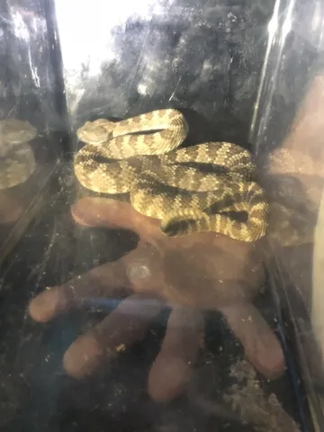 Panamint Rattlesnake