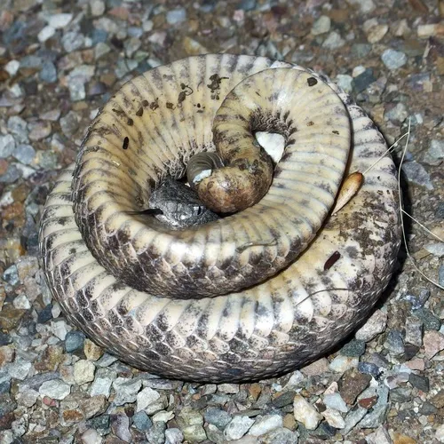 Tiger Rattlesnake