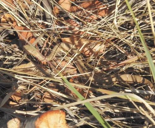 Ridge-nosed Rattlesnake