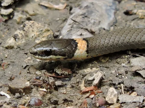 Ring-necked Snake