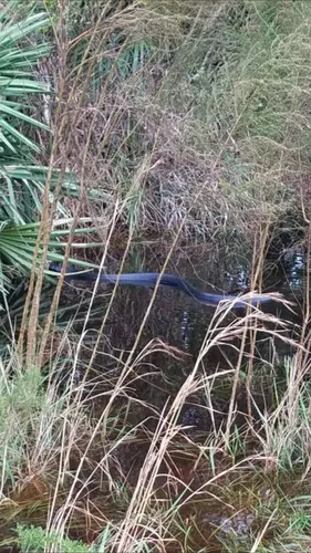 Eastern Indigo Snake