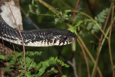 Central American Indigo Snake