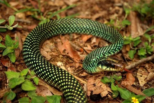 Speckled Racer