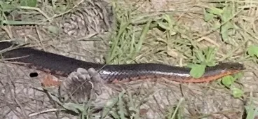 Red-bellied Mudsnake