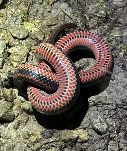Rainbow Snake