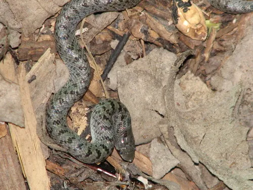 Tamaulipan Hook-nosed Snake