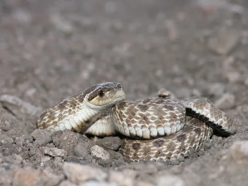 Mexican Hog-nosed Snake