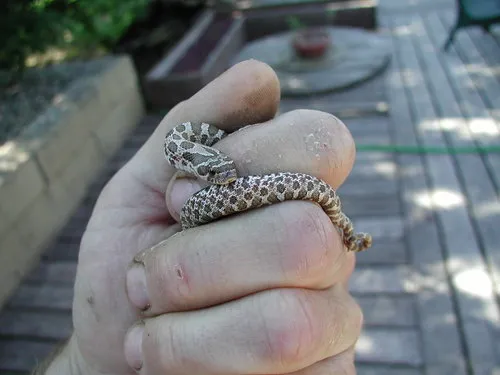 Western Hog-nosed Snake