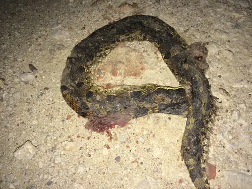 Eastern Hog-nosed Snake
